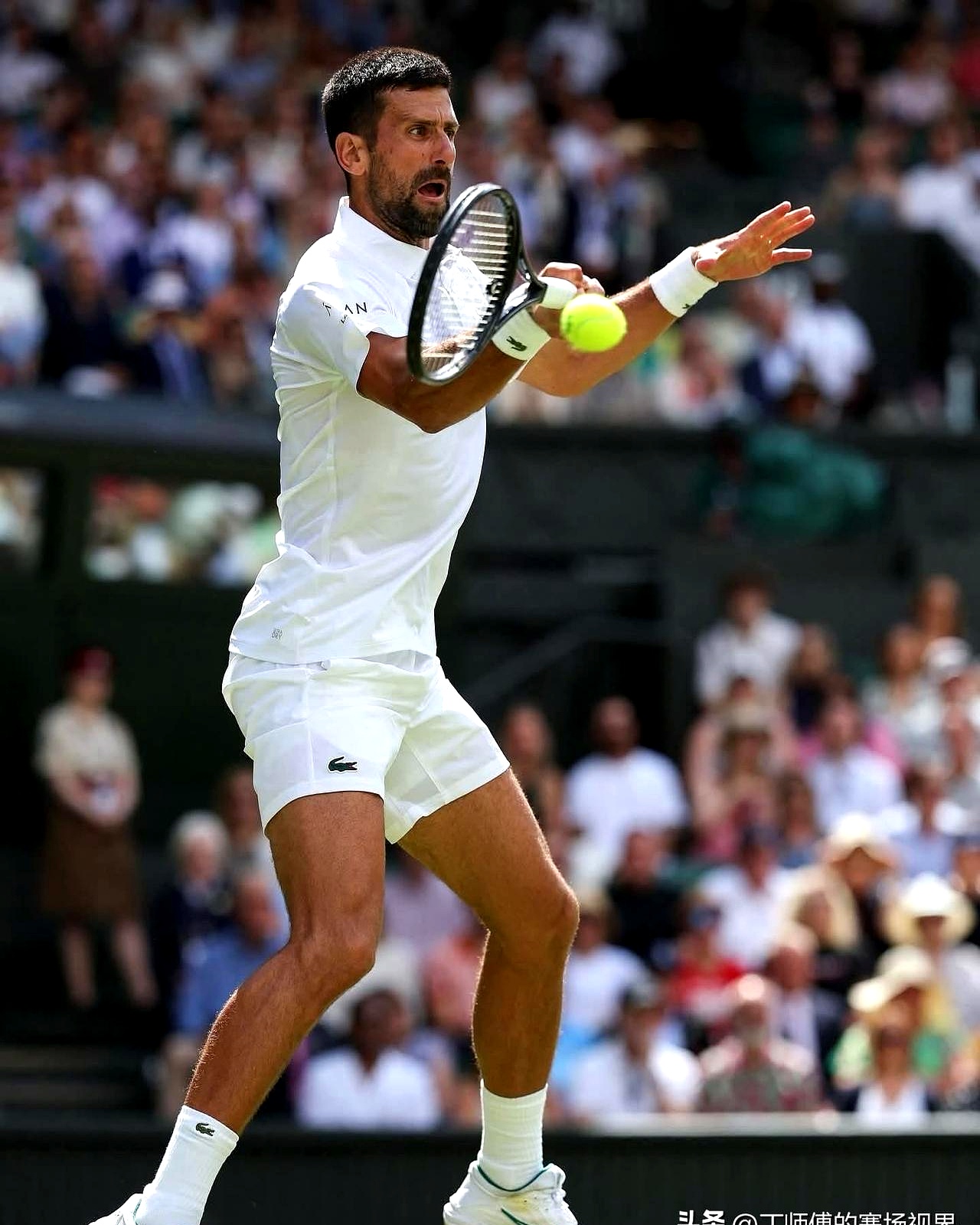 包含意大利网球队轻取日本网球队，德约科维奇关键制胜的词条