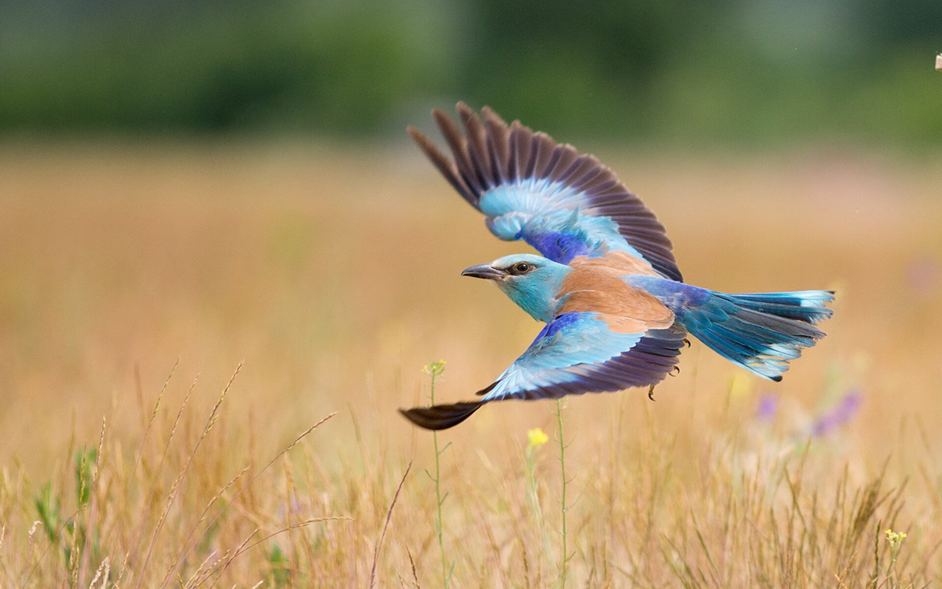 开云体育app-亚洲风暴席卷羽坛，日本队横扫印尼，陈雨菲刷新历史