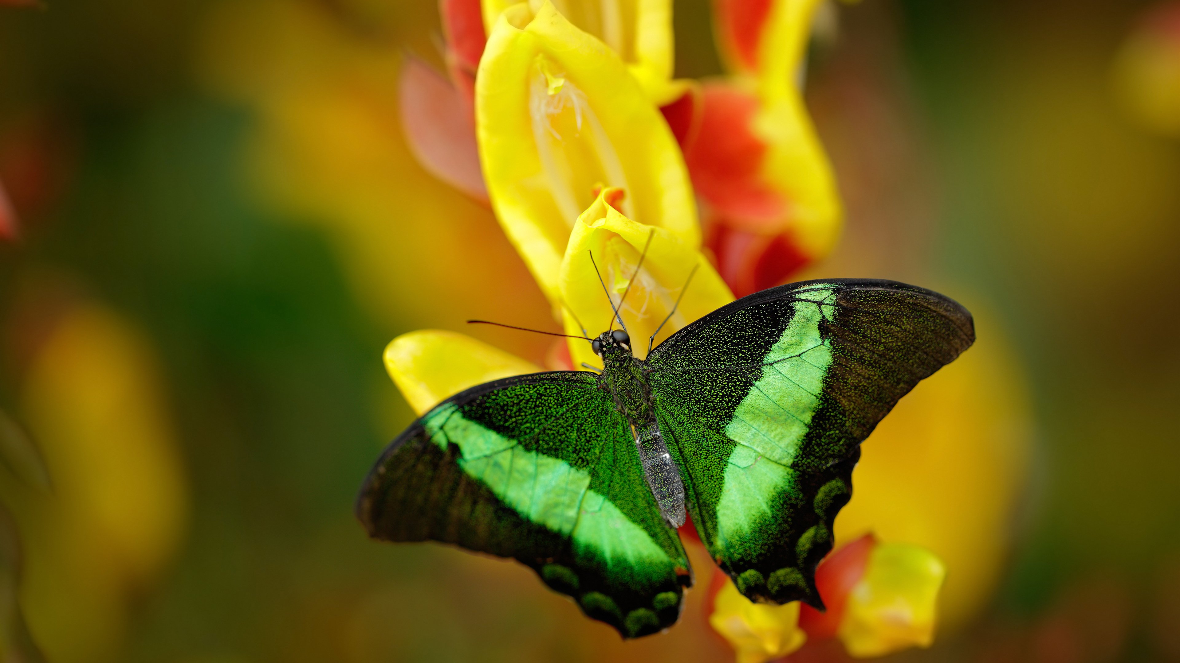 开云体育在线-当张继科成为第七人，德国队逆转之夜背后的中国火焰