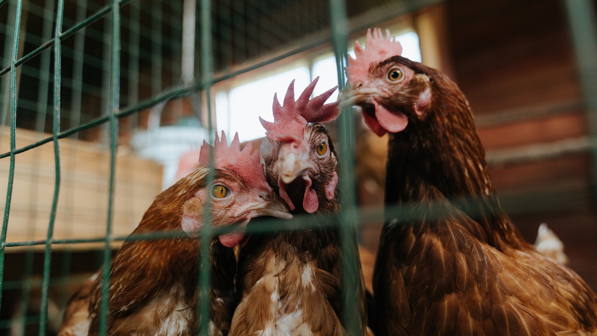 开云体育登录-当东方利刃对上北美魔法，广厦队火力如何压制奇才，成就篮球跨联盟的象征性世界排名争夺战