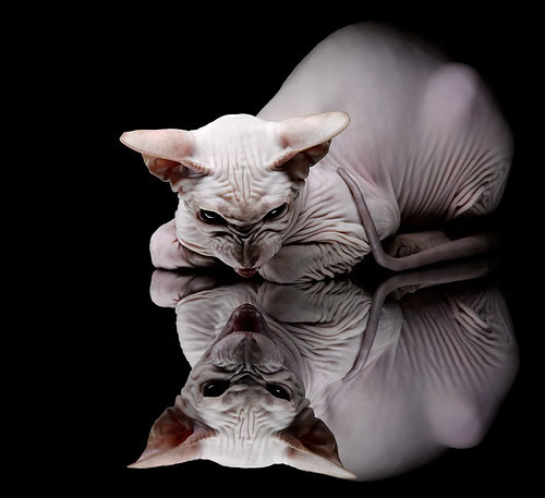 铁卫炸开进攻封印，南美铁桶窒息西亚绿鹰