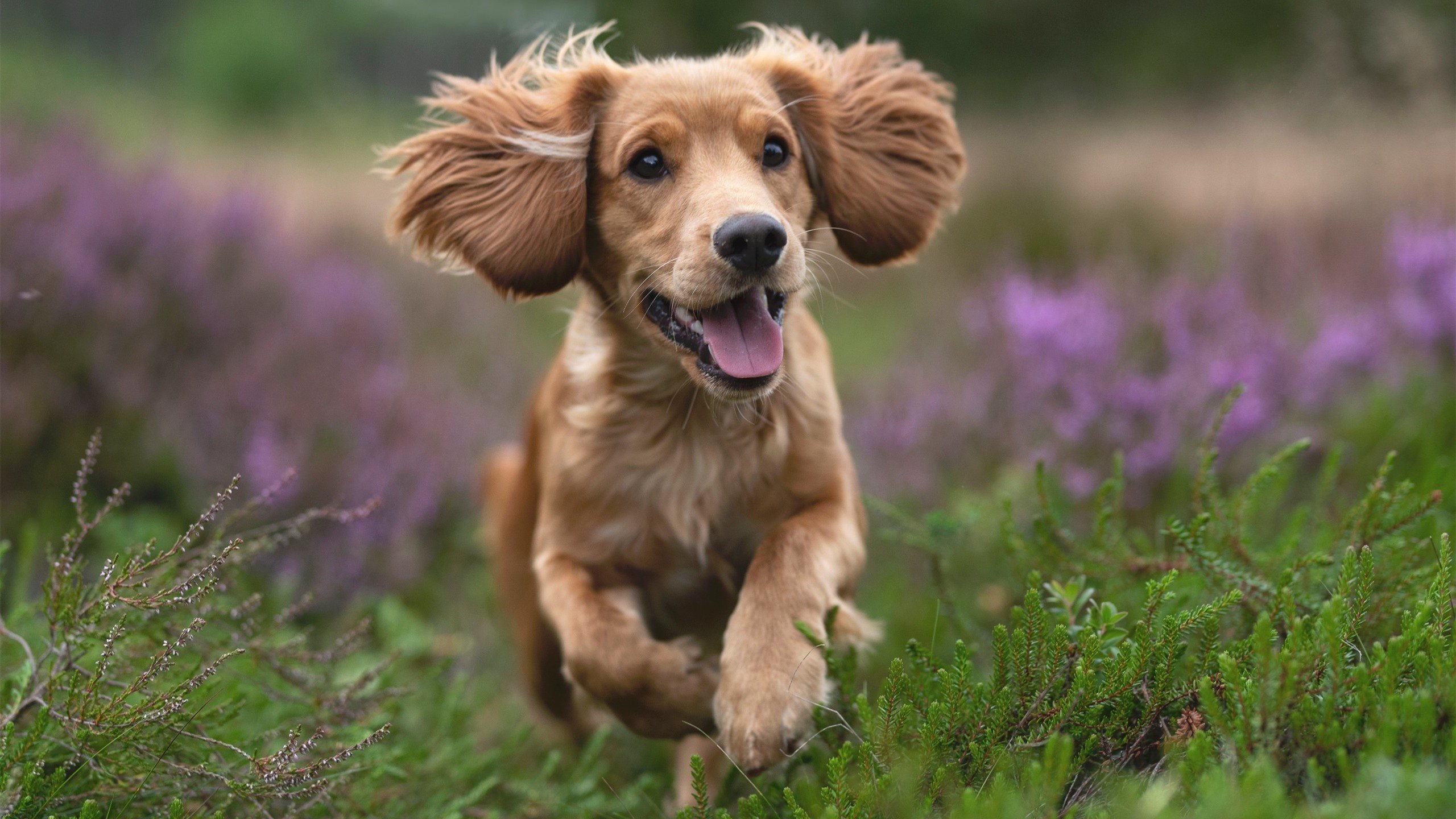 寂寞锁链与佛光狙击，当广厦用防守冻结京城，克莱在彼岸扣动扳机