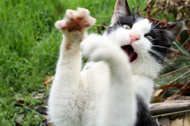 金玟哉单核降维打击,塞内加尔一波流背后的统治逻辑