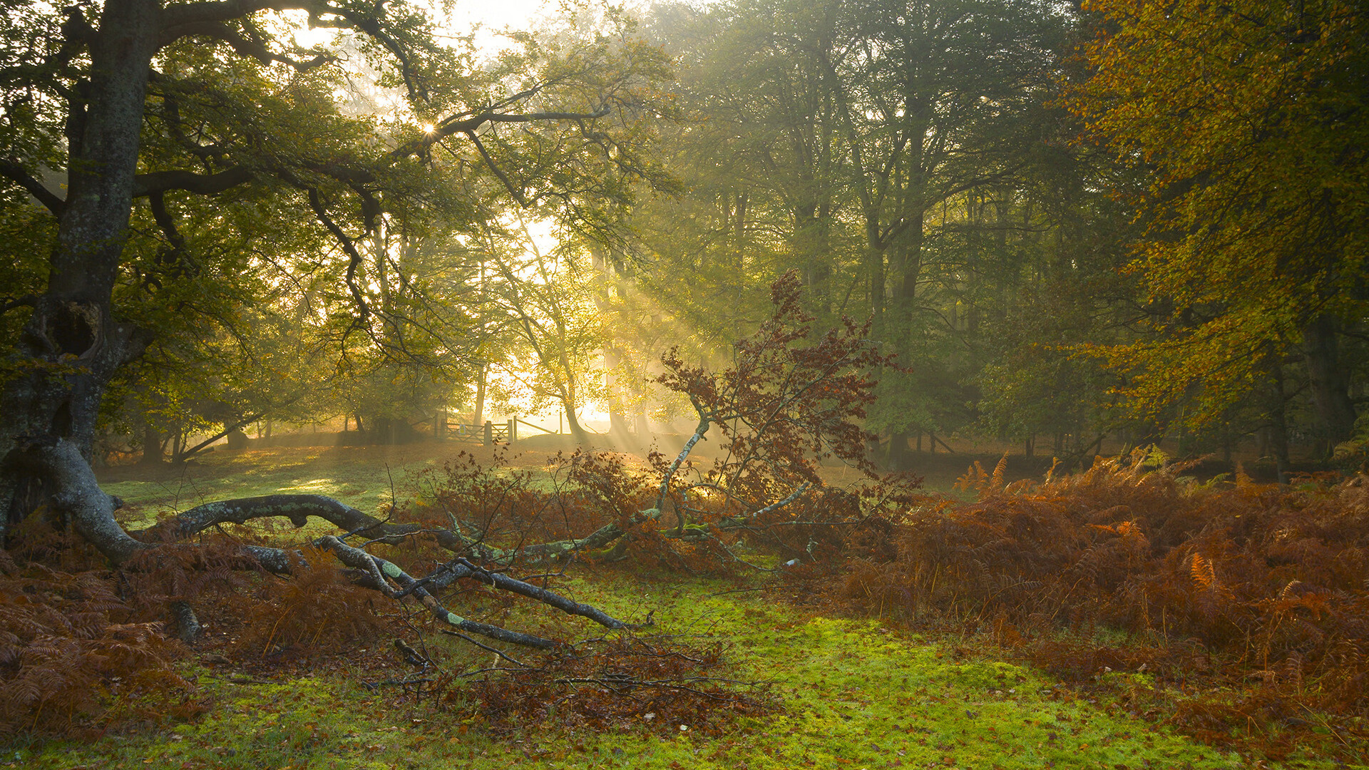 开云体育APP下载-F1街道赛之夜，小贾伦在极限压力下完成自我封印的突破