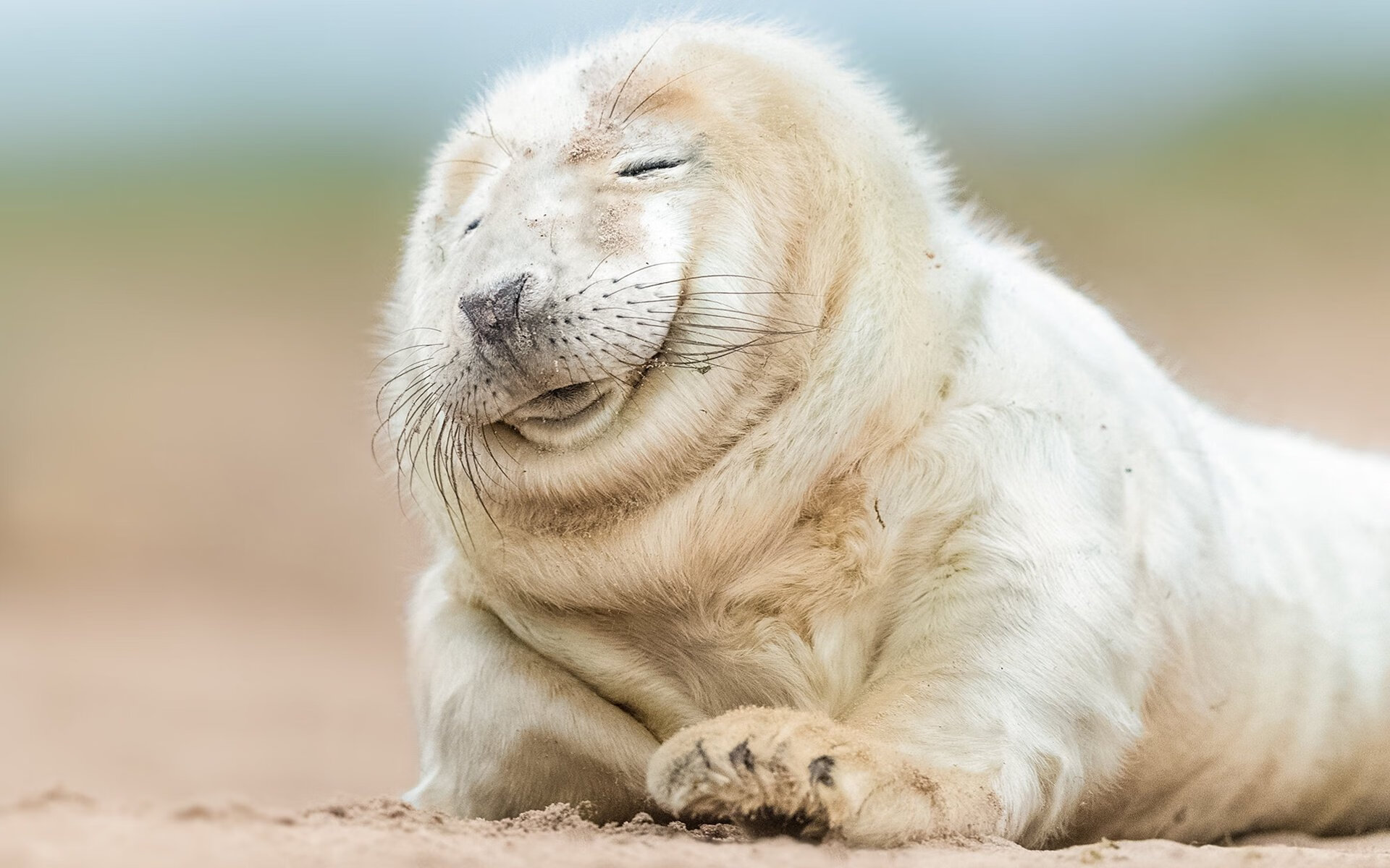 塞纳河畔的沙漠风暴,巴雷拉导演的巴黎逆转伊拉克神话