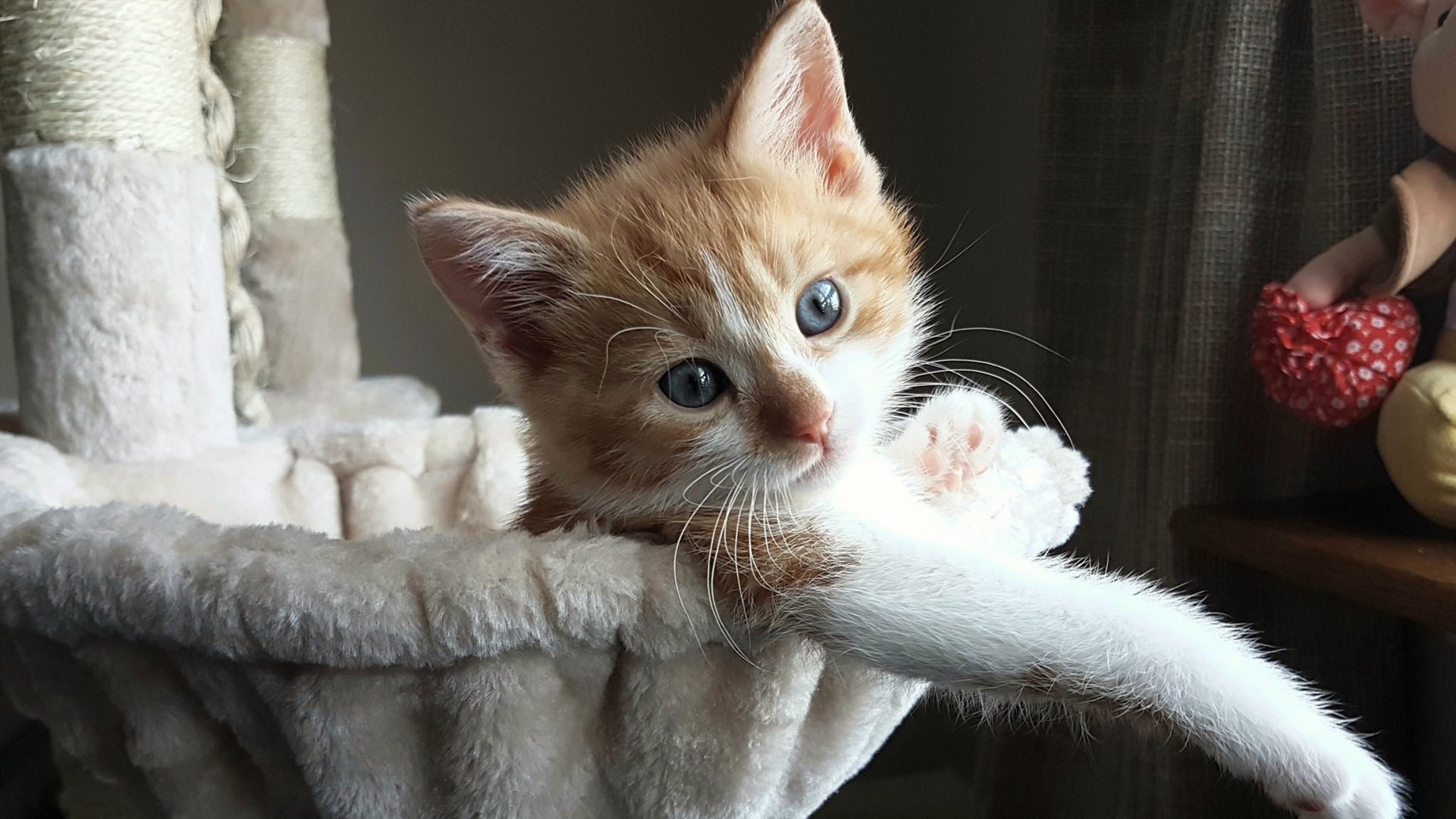 沉默的领袖与重生的火焰，本泽马一锤定音，加纳铁血掀翻北非之狐