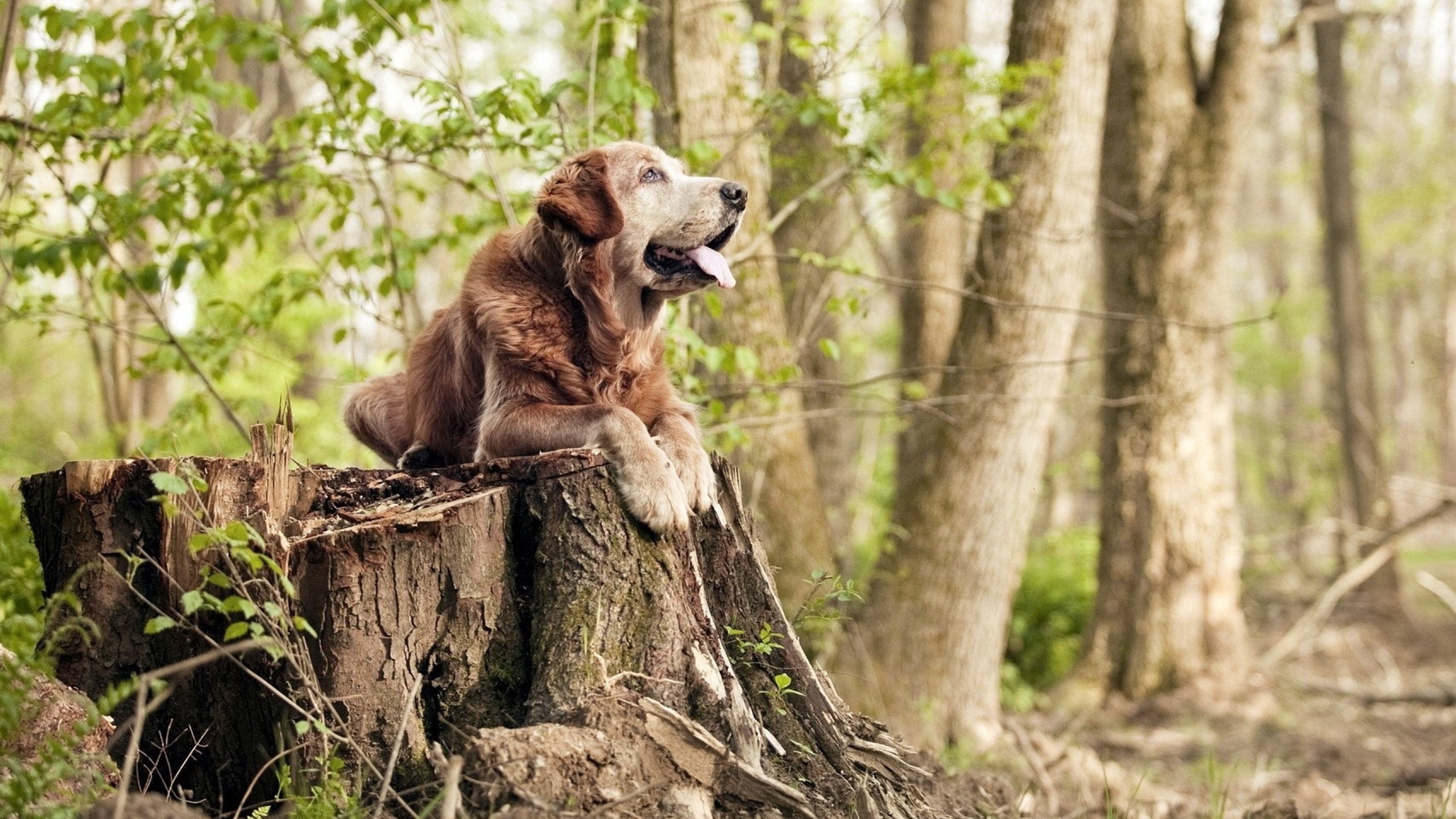 狂野大陆的冰与火之歌，帕尔默一箭定乾坤，南非铁骑碾碎墨西哥幻梦