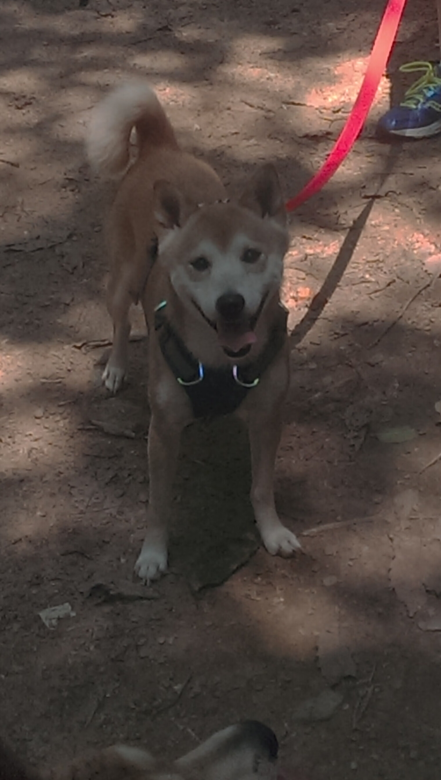 孤勇者的加冕,当特雷·杨与字母哥在同一夜晚写下唯一性证明