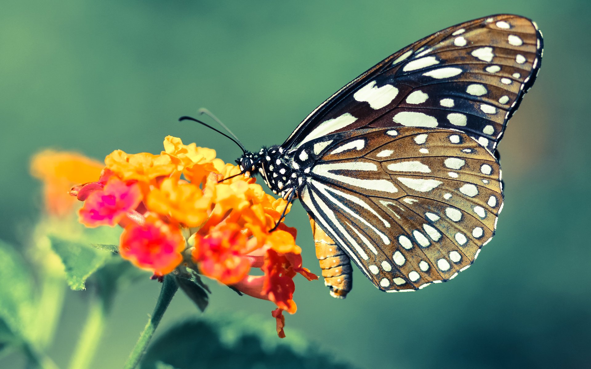 爵士乐对决金属摇滚,布伦森指挥全队奏响胜利交响曲