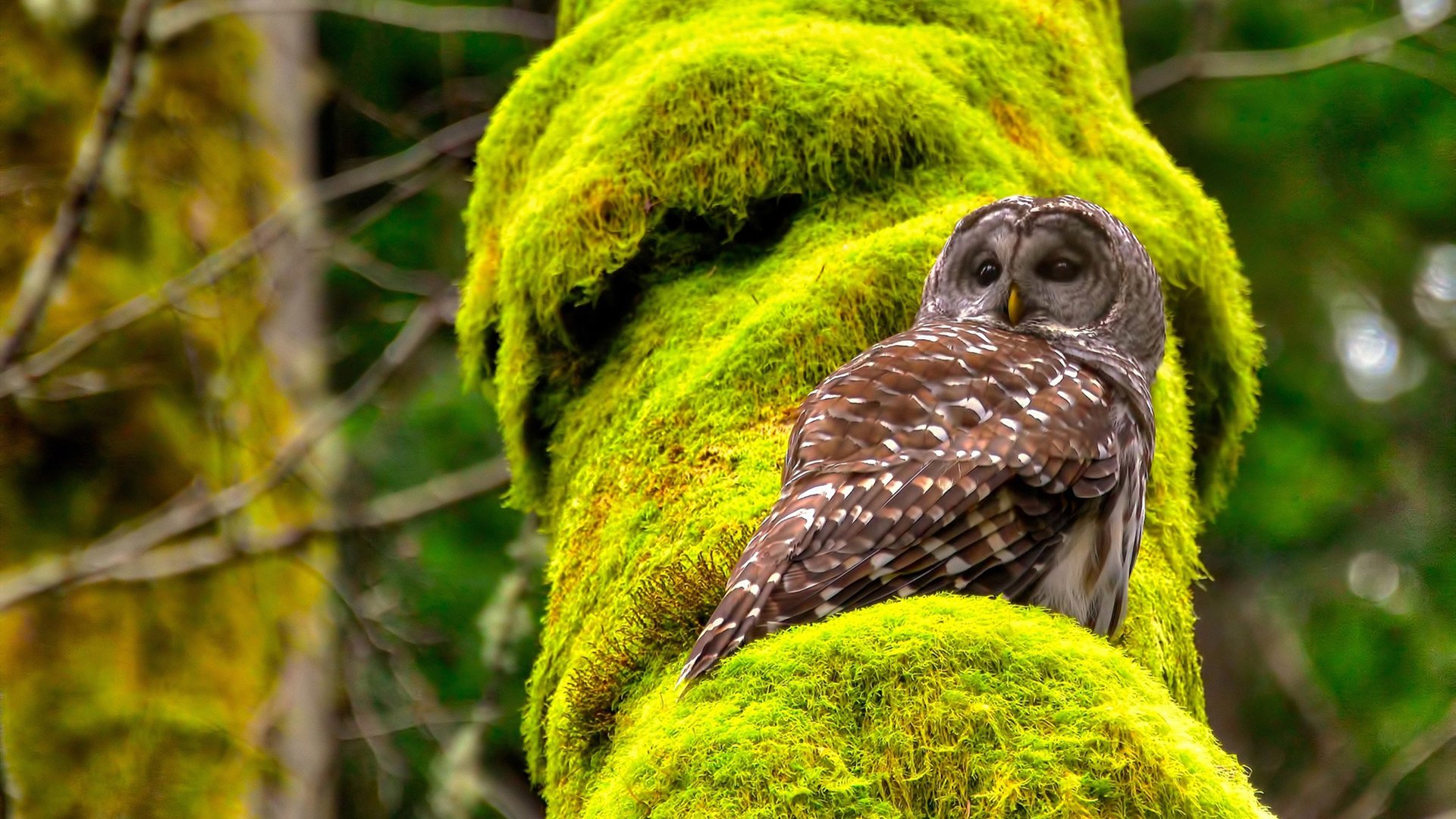 末节风暴改写排名版图，公牛窒息式防守锁定东部卡位战