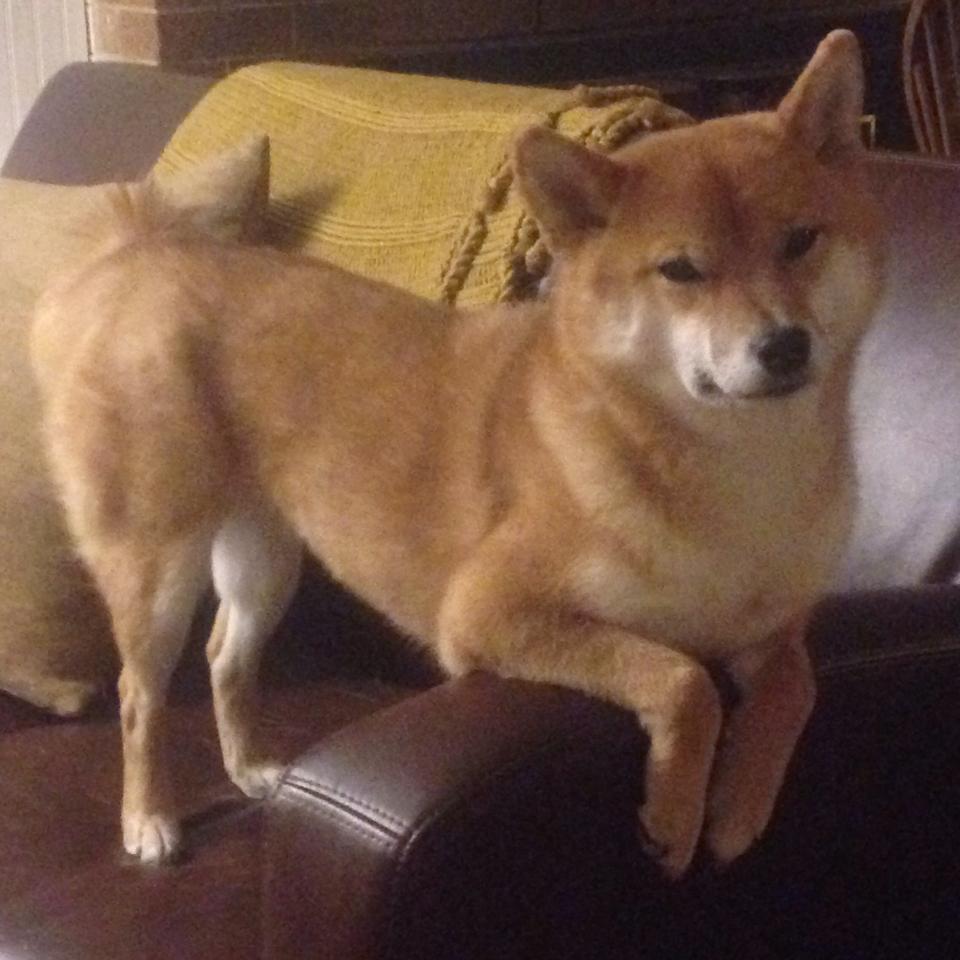 双线并行的精神纽带,魔术生死战与范弗利特之夜