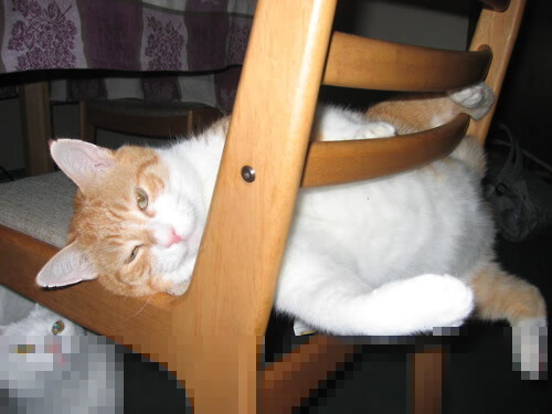 冰封密尔沃基,戈贝尔一锤定音,森林狼用窒息的防守写下冠军宣言