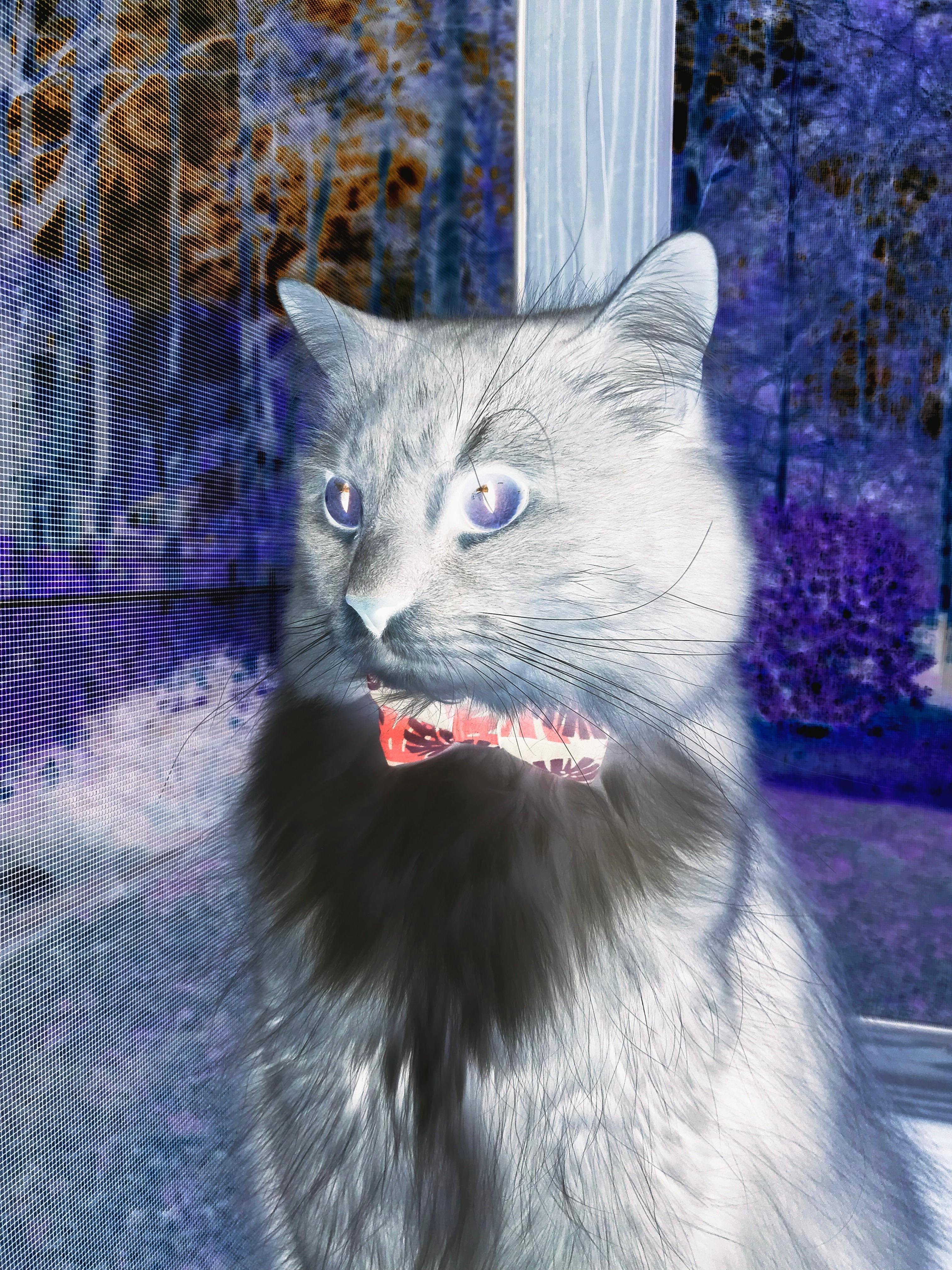 开云体育登录-神战纪元，当范戴克在莱比锡城墙上，封印了整个苏格兰