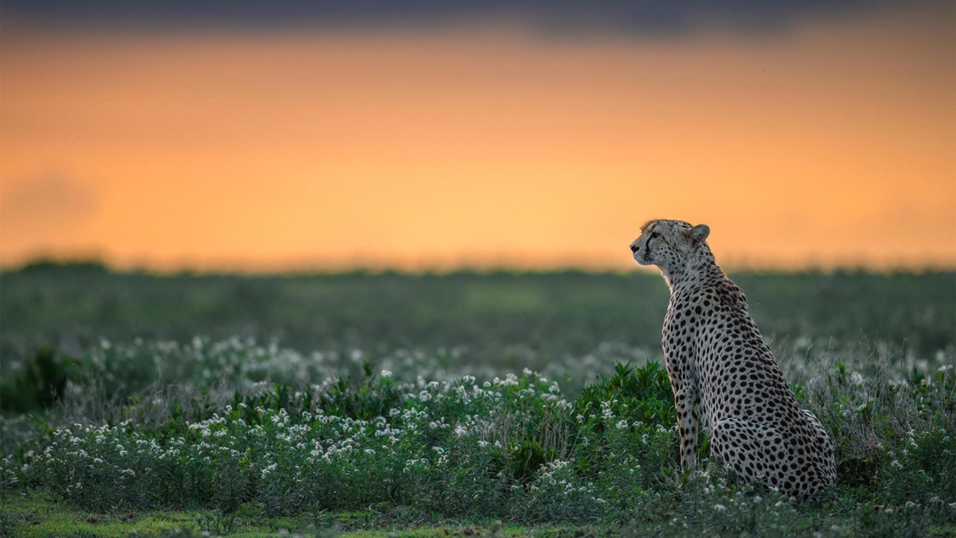 流星击穿神话,巴拉圭钢铁防线下的劳塔罗时刻