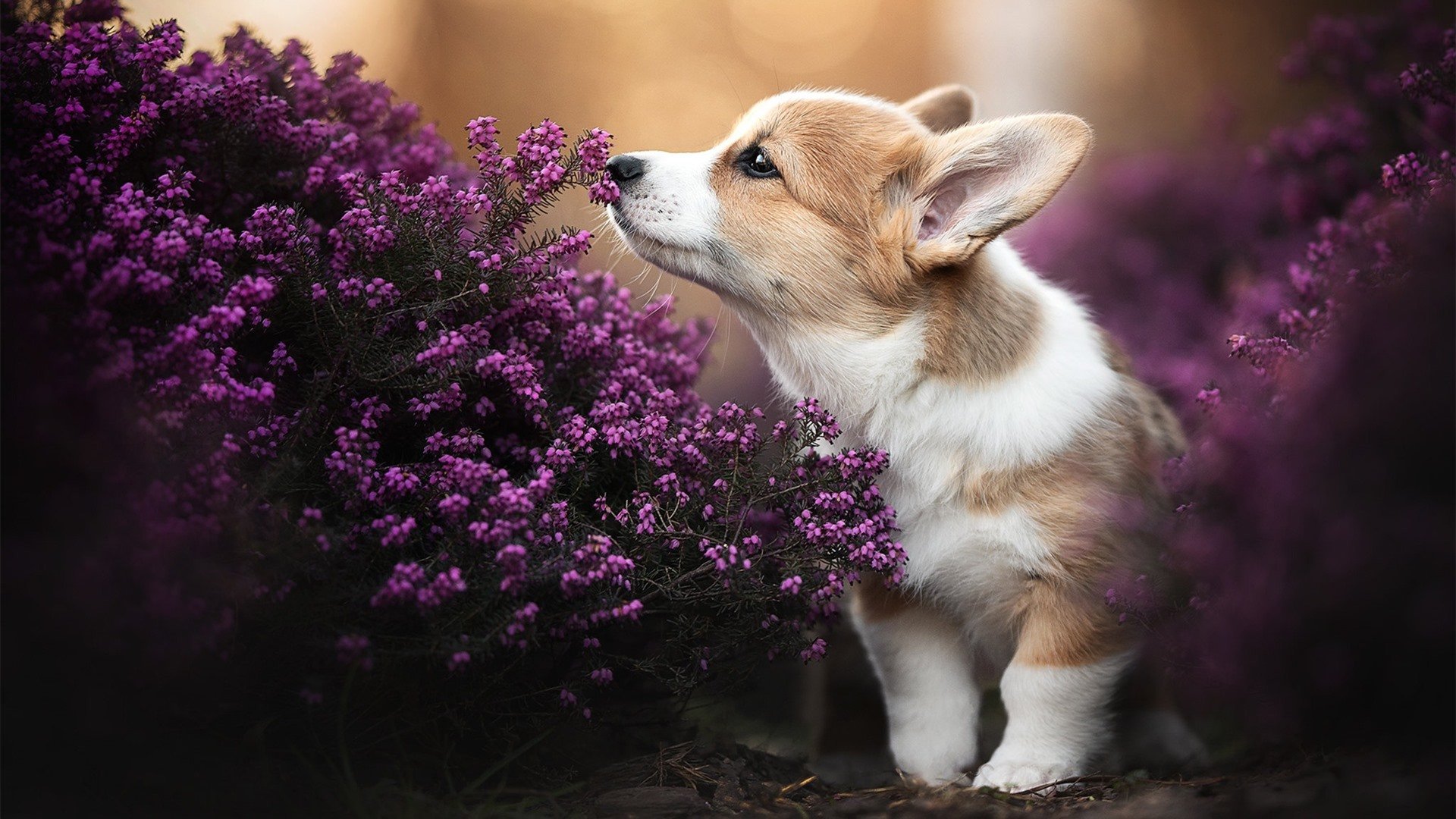 NBA史上最丑陋的冠军，活塞五虎用铁血防守埋葬湖人四巨头