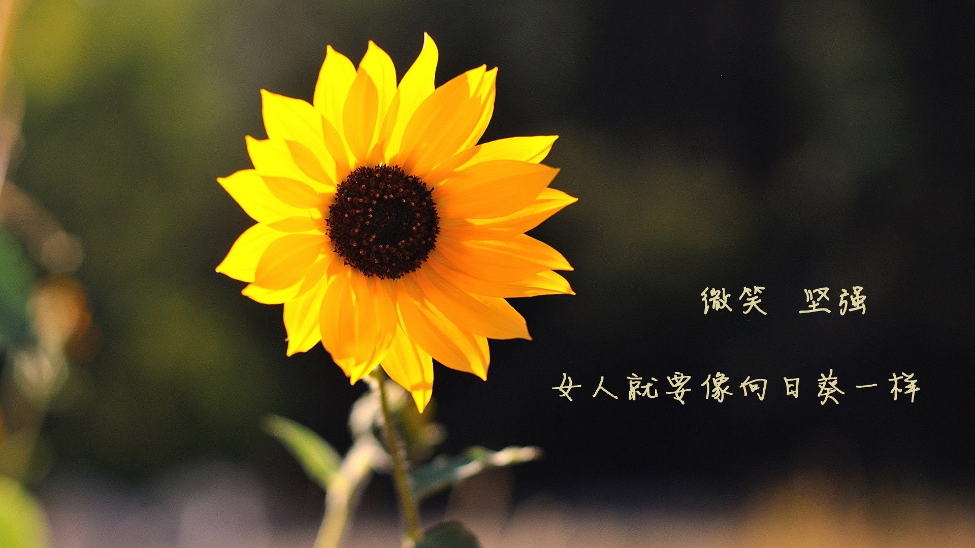 索菲亚的奇迹之夜，2026世界杯，保加利亚险胜巴西，登贝莱闪耀全场改写强弱法则