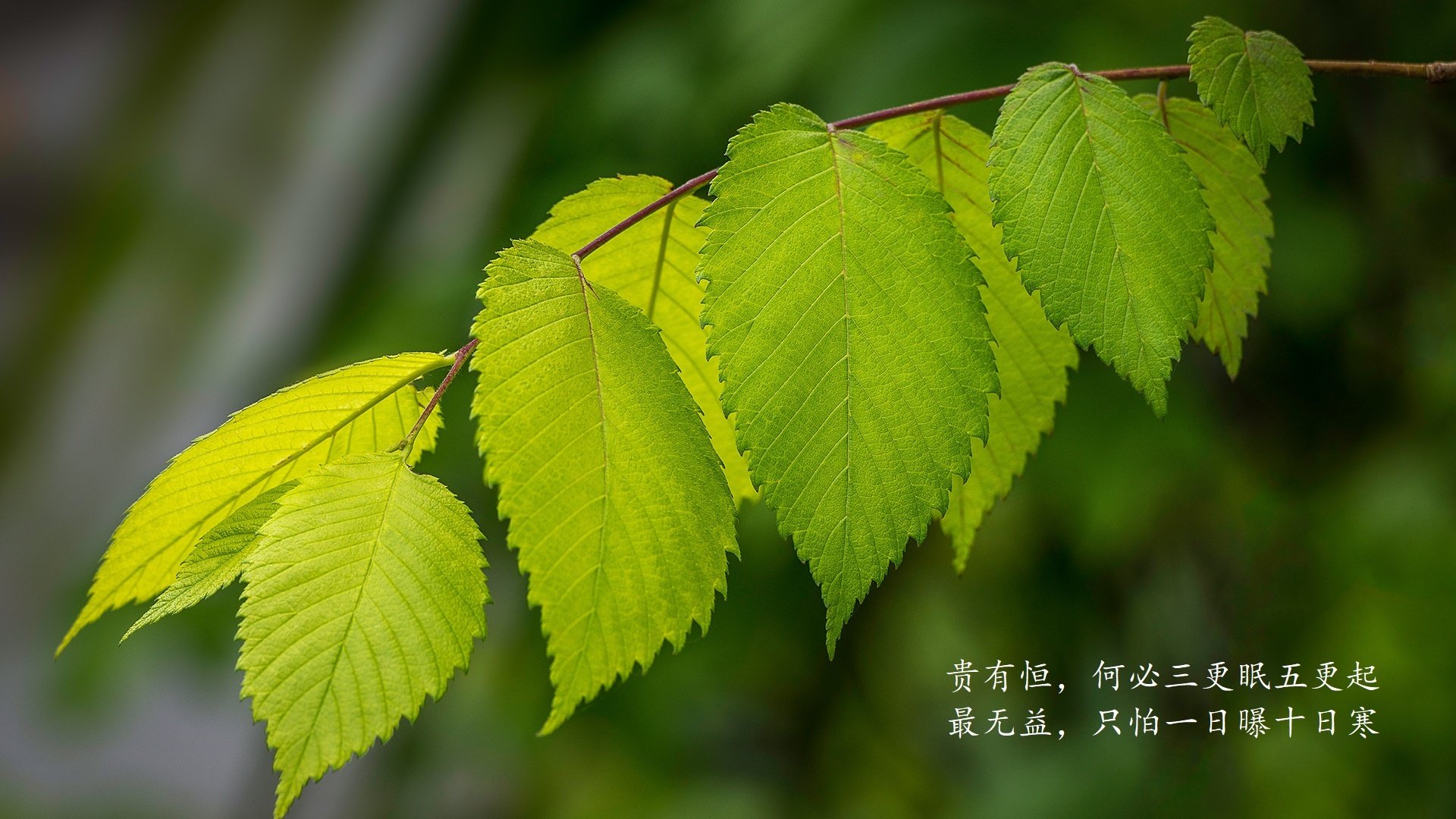 蓝白信仰,2026世界杯揭幕战,乌拉圭力克巴西,梅西惊艳世界的最后一舞