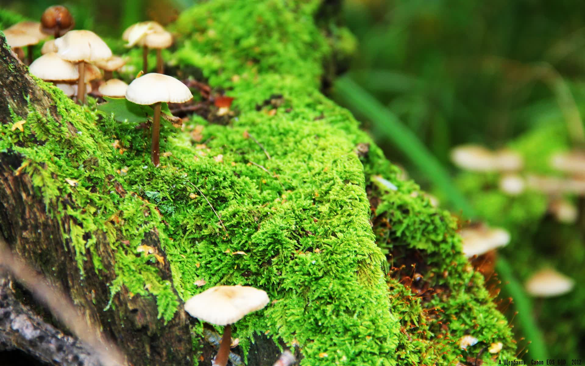 2026世界杯G组，范戴克铁壁锁乾坤，印度奇迹撞上美国钢铁洪流